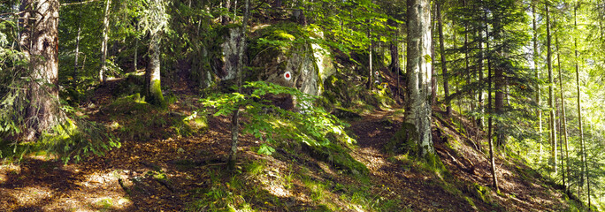 Hiking trail in forest