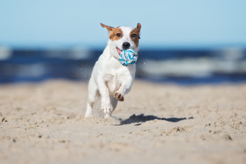 Wall Mural - jack russell terrier dog running on a beach