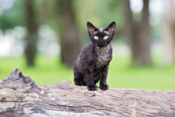 Wall Mural - adorable black devon rex kitten