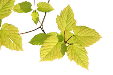 Wall Mural - branch