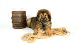 Fototapeta Psy - Mastiff z beczką i liną