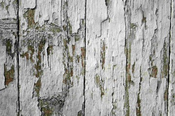 Wall Mural - White Wood Fence Texture