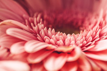 Macro Photography Of Pink Daisy Or Gerbera, Floral Background With Petals