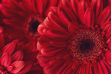 Group Od Red Gerberas, Macro Photography And Flowers Background