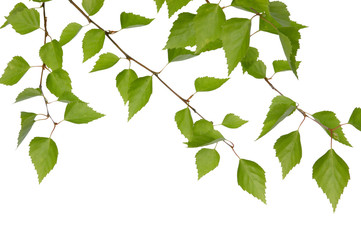 Wall Mural - birch branches