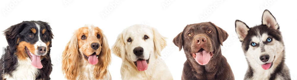 portrait dogs - obrazy, fototapety, plakaty 