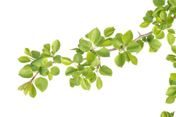 Wall Mural - branch of pear wood