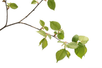 Wall Mural - hazel twig