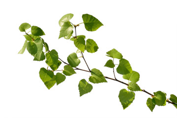 Wall Mural - birch branch