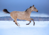 Fototapeta Konie - Palomino foal runs on snow in winter on blue sky background