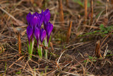 Fototapeta Sawanna - beautiful spring crocus flower on background image