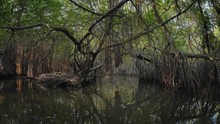 Virgin Mangrove Forest In Sri Lanka With Exotic Vegetation On River Banks. Thick Dense Thicket Of Trees And Roots In Flooded Swamp Area. Foliage Of Canopy Reflecting In River Water Surface