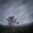 Lone tree in a bleak, misty landscape captured using long exposure, bokeh and other effects with some areas blurred to create a surreal and dreamlike effect.