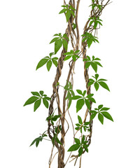 Wall Mural - Wild morning gloy leaves climbing on twisted jungle liana isolated on white background, clipping path included