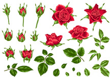 Set Of Decorative Red Roses. Beautiful Realistic Flowers, Buds And Leaves