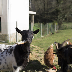 A female goat is eating bread