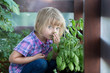 young baby caucasian blonde girl smell basil leaf at her family urban vegetable garden