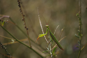 Wall Mural - Praying Mantis 2