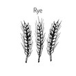 © foxyliam - Hand draw rye ears sketch