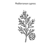 Vector Cypress Sprig