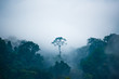 Tree growing in jungle on foggy day