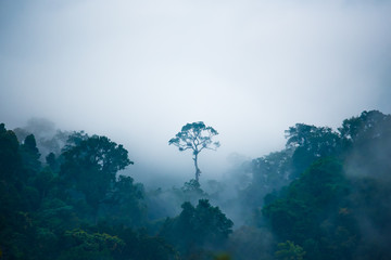 Plakat tajlandia azja drzewa góra roślina