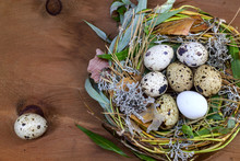 Spotted Quail Eggs In Nest On Wooden Tabletop, Rustic Background