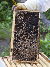 Beekeeper Holding Frame, Bees Attached , Close Up 