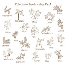 Set Of Different  Tree Branches