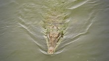 Endangered American Crocodile (Crocodylus Acutus) Swims Dangerously Close To Moving Boat And Then Disappears Under Water In Costa Rica. One Of The Larger Species Of Crocodiles (males Can Reach 6.1 M).