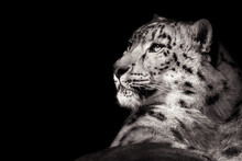 Snow Leopard XI B&W