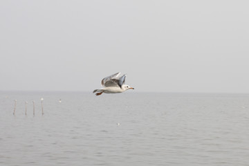 Wall Mural - Seagulls flying over the sea