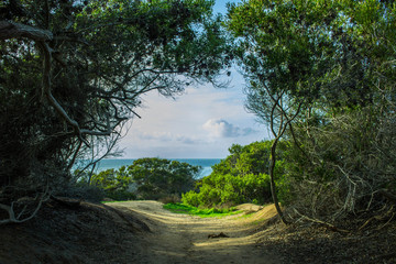 Forest near the Ocean