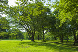 Fototapeta Przestrzenne - 新緑の公園