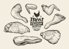 Butcher Shop. Cuts, Chicken Meat, Sketch. Food, Vector Illustration