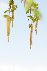 Wall Mural - young branch of birch with catkins in nature