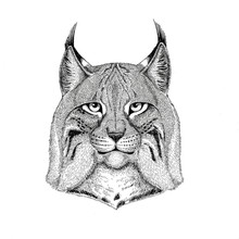 Wild Cat Lynx Bobcat Trot Hand Drawn Illustration For Tattoo, Emblem, Badge, Logo, Patch Isolated On White Background