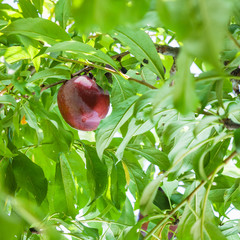 Sticker - one ripe red plum on tree in Sicily in summer