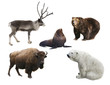 Mammals of Russia on white background isolated