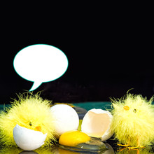 Funny Background With Little Faux Chicks Surrounding Broken Egg Shells And Yolk Against Black Background. (Concept Image)