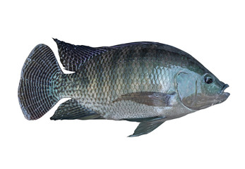  Tilapia on white background