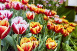 Fototapeta Tulipany - colorful Tuilip in the garden.