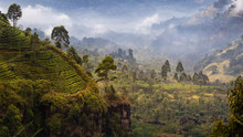 Landscape Of Mountains And Tea Plantations With Morning Fog At Nuwara Eliya, Sri Lanka