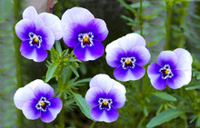 Close-up Of Blue Pansy Flower_ Botanical Garden Hamburg, Germany