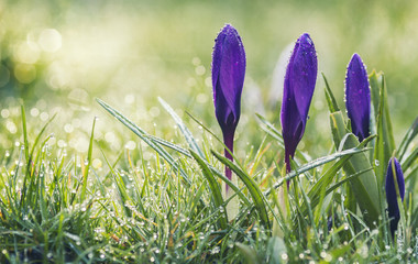 Wall Mural - Violet Crocus Flowers in Morning Dew at Spring