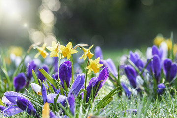 Fresh Spring Flowers Meadow in Morning Dew