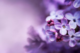 Lilac flowers spring blossom background