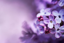 Lilac Flowers Spring Blossom Background