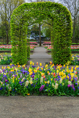 Canvas Print - Green arch and growing tulips and colorful spring flowers