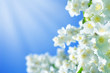 Poster - Summer background with jasmine flowers against the blue sky background